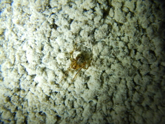 Nesticidae
