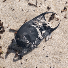 Rostroraja eglanteria