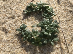 Portulaca amilis
