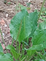 Plantago major