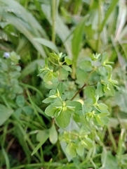 Euphorbia peplus