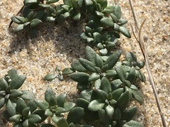 Portulaca amilis