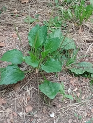 Plantago major