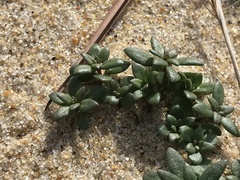 Portulaca amilis