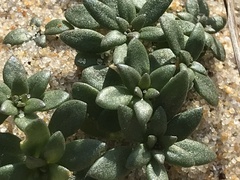 Portulaca amilis