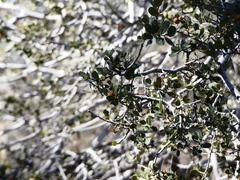 Quercus cornelius-mulleri