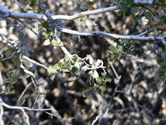 Quercus cornelius-mulleri