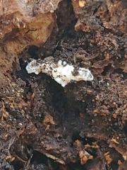 Beauveria bassiana
