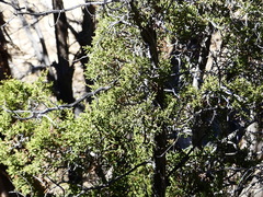 Juniperus californica