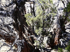 Juniperus californica