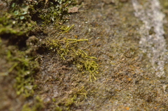 Microlejeunea ulicina
