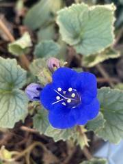 Phacelia campanularia