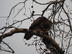 Buteo jamaicensis