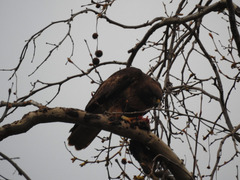 Buteo jamaicensis