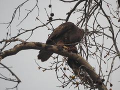 Buteo jamaicensis