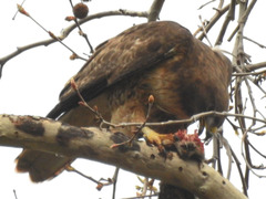 Buteo jamaicensis