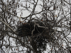 Buteo jamaicensis