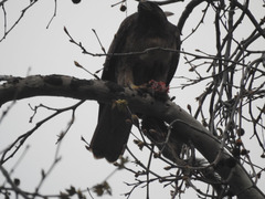 Buteo jamaicensis