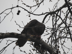 Buteo jamaicensis