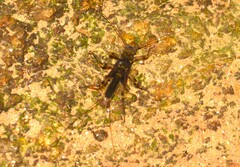 Gripopterygidae