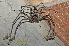 Heteropoda tetrica