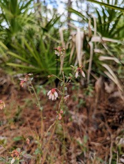 Vaccinium myrsinites