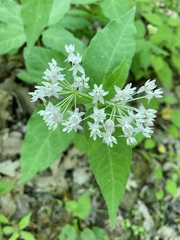 Asclepias quadrifolia