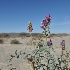 Astragalus magdalenae