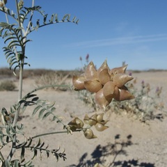 Astragalus magdalenae