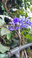 Petrea volubilis