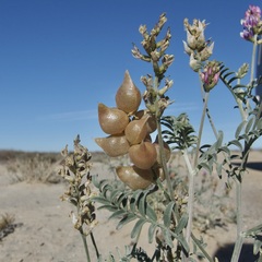 Astragalus magdalenae