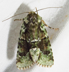 Lacinipolia explicata