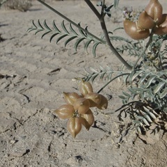 Astragalus magdalenae