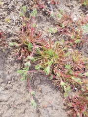 Lastarriaea coriacea