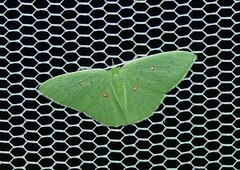 Comostola leucomerata