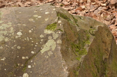 Microlejeunea ulicina