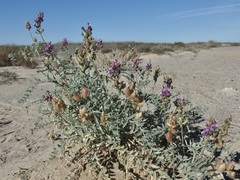 Astragalus magdalenae