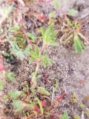 Lastarriaea coriacea