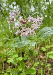 Asclepias quadrifolia