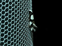 Monopis icterogastra