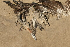 Aramus guarauna