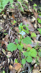 Cardamine californica