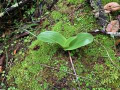 Piperia