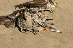 Aramus guarauna