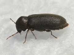 Anobiinae