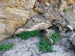 Eucrypta chrysanthemifolia bipinnatifida