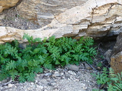 Eucrypta chrysanthemifolia bipinnatifida