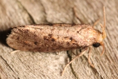 Acrolophus texanella