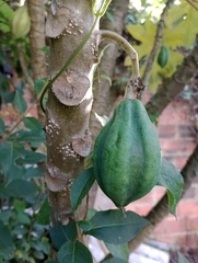 Vasconcellea pubescens