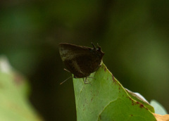 Arhopala